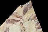 Fossil Fish (Gosiutichthys) Mortality Plate - Lake Gosiute #130014-2
